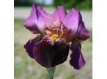 6 X Iris - Iris Germanica 'Senlac' | Vaso 9 Cm X 9 Cm