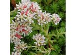 6 X Sedum Lydium Turco - Vaso 9Cm X 9Cm