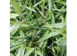 Bambù - Fargesia Scabrida 'Asian Wonder' | 60- 80 Cm In Vaso