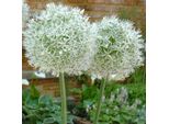6 X Cipolla Decorativa - Allium 'Mount Everest' | Vaso 9 Cm X 9 Cm