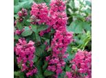 6 X Ziest - Stachys Grandiflora 'Superba' | Vaso 9 Cm X 9 Cm