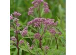 6 X Eupatorium Maculatum 'Purple Blush' | Vaso 9 Cm X 9 Cm