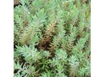 6 X Tripmadam - Sedum Reflexum | Vaso 9Cm X 9Cm
