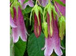 6 Campanule A Fiore Grande - Campanula 'Elizabeth' | Vaso 9 Cm X 9 Cm