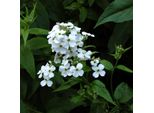 6 X Violetta Notturna - Hesperis Matronalis 'Alba' | Vaso 9 Cm X 9 Cm