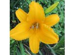 6 X Hemerocallis 'Aten' | Vaso 9 Cm X 9 Cm