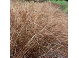 6 X Erba Dei Boschi - Carex Buchananii | Vaso 9Cm X 9Cm