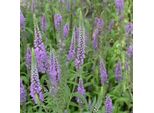 6 X Veronica A Foglia Lunga - Veronica Longifolia 'Blauriesin' | Vaso 9 Cm X 9 Cm
