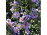 6 X Aster Dei Pirenei - Aster Pyrenaeus 'Lutetia' | Vaso 9 Cm X 9 Cm