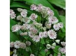 6 X Grande Astrantia - Astrantia Major 'Alba' | Vaso 9 Cm X 9 Cm