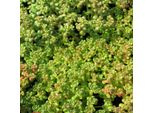 6 X Oregon Greaseleaf - Sedum Oreganum | Vaso 9Cm X 9Cm