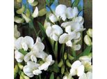 6 X Pisello Piatto White Pearl - Lathyrus Latifolius 'White Pearl' | Vaso 9Cm X 9Cm