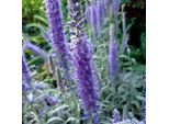 6 X Veronica Blu - Veronica Spicata 'Incana' | Vaso 9 Cm X 9 Cm