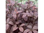 6 X Foglia Pennata - Rodgersia Pinnata 'Braunlaub' | Vaso 9 Cm X 9 Cm