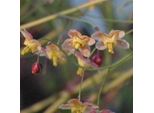 6 X Fiore Degli Elfi - Epimedium Pinnatum 'Black Sea' | Vaso 9 Cm X 9 Cm