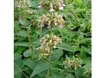 6 X Brandkraut - Phlomis Samia | Vaso 9Cm X 9Cm