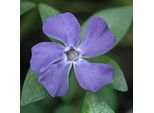 6 X ImmergrüN 'La Grave' - Vinca Minor 'La Grave' (='Bowles Variety') | Topf 9Cm X 9Cm