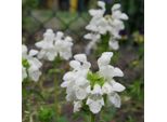 6 X Prunella Grandiflora 'Alba' - Prunella Grandiflora 'Alba' | Vaso 9 Cm X 9 Cm