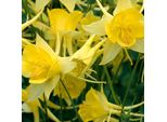 6 X Aquilegia A Stelo Lungo - Aquilegia Chrysantha 'Yellow Queen' | Vaso 9 Cm X 9 Cm