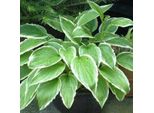 6 X Hosta Gigante Dai Bordi Bianchi - Hosta Crispula | Vaso 9Cm X 9Cm