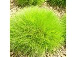 6 X Festuca A Pelle D'orso - Festuca Gautieri | Vaso 9Cm X 9Cm