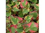 6 X Coda Di Lucertola - Houttuynia Cordata 'Chameleon' | Vaso 9 Cm X 9 Cm