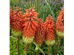 6 X Spina Del Diavolo - Kniphofia Uvaria 'Royal Castle' | Vaso 9 Cm X 9 Cm