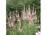 6 X Veronica Candelabro - Veronicastrum Virginicum 'Pink Glow' | Vaso 9 Cm X 9 Cm