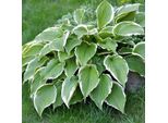 6 X Funkie - Hosta 'Francee' | Vaso 9 Cm X 9 Cm