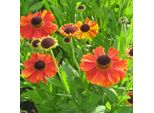 6 X Helenium 'Kupferzwerg' | Vaso 9 Cm X 9 Cm