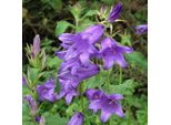 6 Campanule Di Bosco - Campanula Latifolia 'Macrantha' | Vaso 9 Cm X 9 Cm