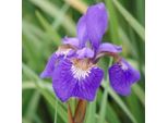 6 X Iris - Iris 'Blue King' | Vaso 9 Cm X 9 Cm