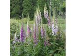 6 X Dito Di Venere - Digitalis Purpurea 'Gloxiniiflora' | Vaso 9 Cm X 9 Cm