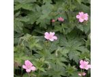 6 X Cranesbill Dei Pirenei - Geranium Endressii | Vaso 9Cm X 9Cm