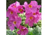 6 X Gloxinia Dello Yunnan Da Esterno - Incarvillea Delavayi | Vaso 9Cm X 9Cm