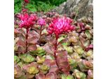 6 X Sedum Spurium 'Purpurteppich' - Sedum Spurium 'Purpurteppich' | Vaso 9 Cm X 9 Cm