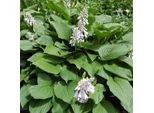 6 X Siebolds Funkie - Hosta Sieboldiana | Topf 9Cm X 9Cm
