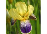 6 X Iris - Iris Germanica 'Nibelungen' | Vaso 9 Cm X 9 Cm