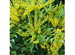 2 X Mahonia - Mahonia Media 'Winter Sun' | 30-50 Cm In Vaso