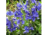 6 X Veronica Austriaca 'Knallblau' | Vaso 9 Cm X 9 Cm