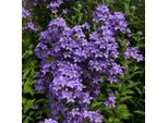 6 X Campanule - Campanula Lactiflora 'Prichard's Variety' | Vaso 9 Cm X 9 Cm