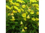 6 X Enotera - Oenothera Fruticosa 'Sonnenwende' | Vaso 9 Cm X 9 Cm