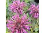 6 X Monarda 'Aquarius' | Vaso 9 Cm X 9 Cm
