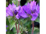 6 X Ciuffi Di Campanula - Campanula Glomerata 'Superba' | Vaso 9 Cm X 9 Cm