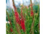 6 X Veronica Spicata 'Rotfuchs' - Veronica Spicata 'Rotfuchs' | Vaso 9 Cm X 9 Cm