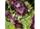 6 X Geranio Bruno - Geranium Phaeum 'Samobor' | Vaso 9 Cm X 9 Cm