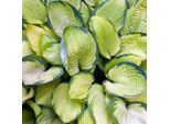 6 X Hosta Giallo-Verde - Hosta 'Gold Standard' | Vaso 9Cm X 9Cm