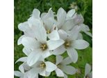 6 Campanule Di Bosco - Campanula Latifolia 'Alba' | Vaso 9 Cm X 9 Cm