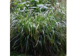 6 X Riesensegge - Carex Pendula | Topf 9Cm X 9Cm