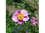 6 X Anemone Autunnale Feltroso - Anemone Tomentosa 'Robustissima' | Vaso 9 Cm X 9 Cm